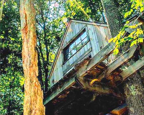 A Tree House Building for the future Photo